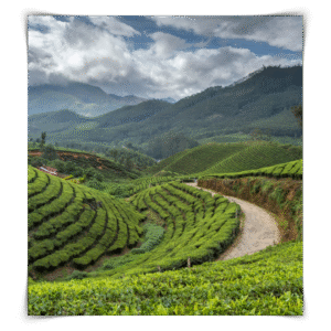 Kerala (Munnar & Alleppey)